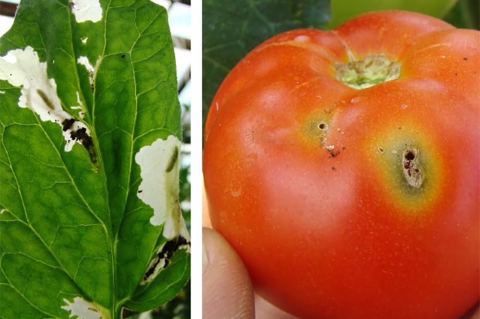 Tuta-absoluta-rajcica