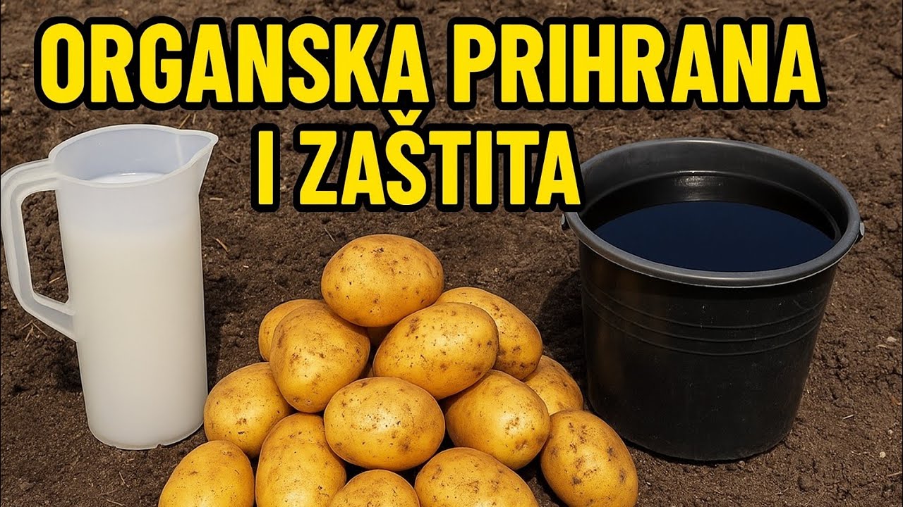VIDEO | Zaboravi kemiju! Ovo su provjereni trikovi za snažan i zdrav krumpir