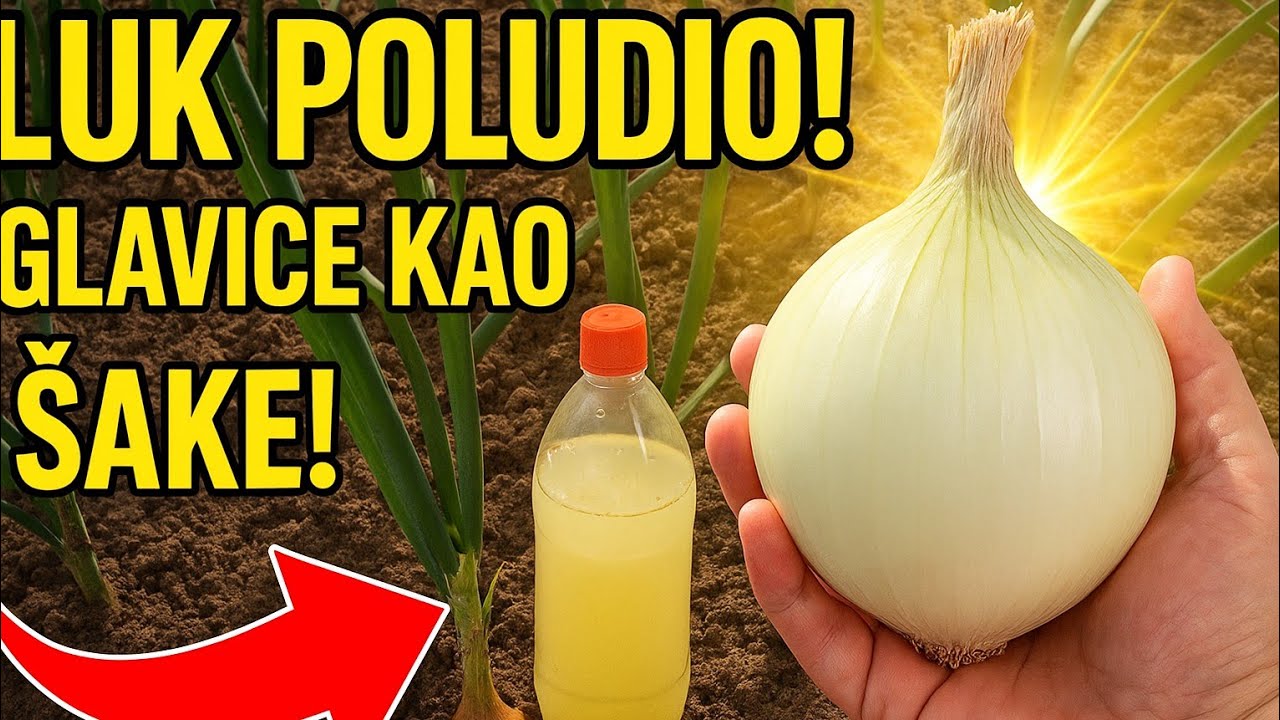 VIDEO | Kako do zdravog, sočnog i otpornog luka? Imam jednostavno rješenje!