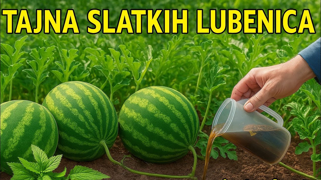 VIDEO | Lubenica uz sastojke koje imaš kući raste kao luda i daje preukusan plod!