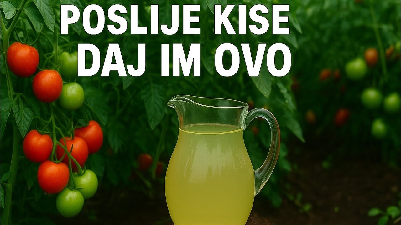 VIDEO | Kiša je pala – Sad NAHRANI rajčicu ovim i gledaj čudo!