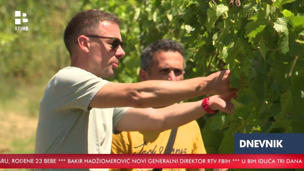VIDEO | Poljoprivrednici u Hercegovini na mukama zbog suše