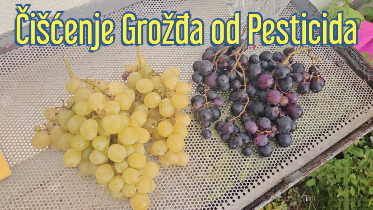 Kako temeljito očistiti grožđe: Uklonite pesticide i bakterije s ova 2 prirodna rastvora