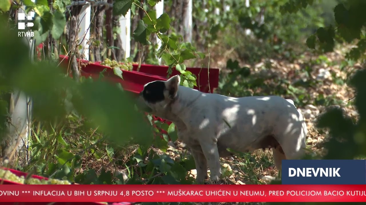 VIDEO | Vinari zadovoljni: Dobar urod grožđa u Hercegovini