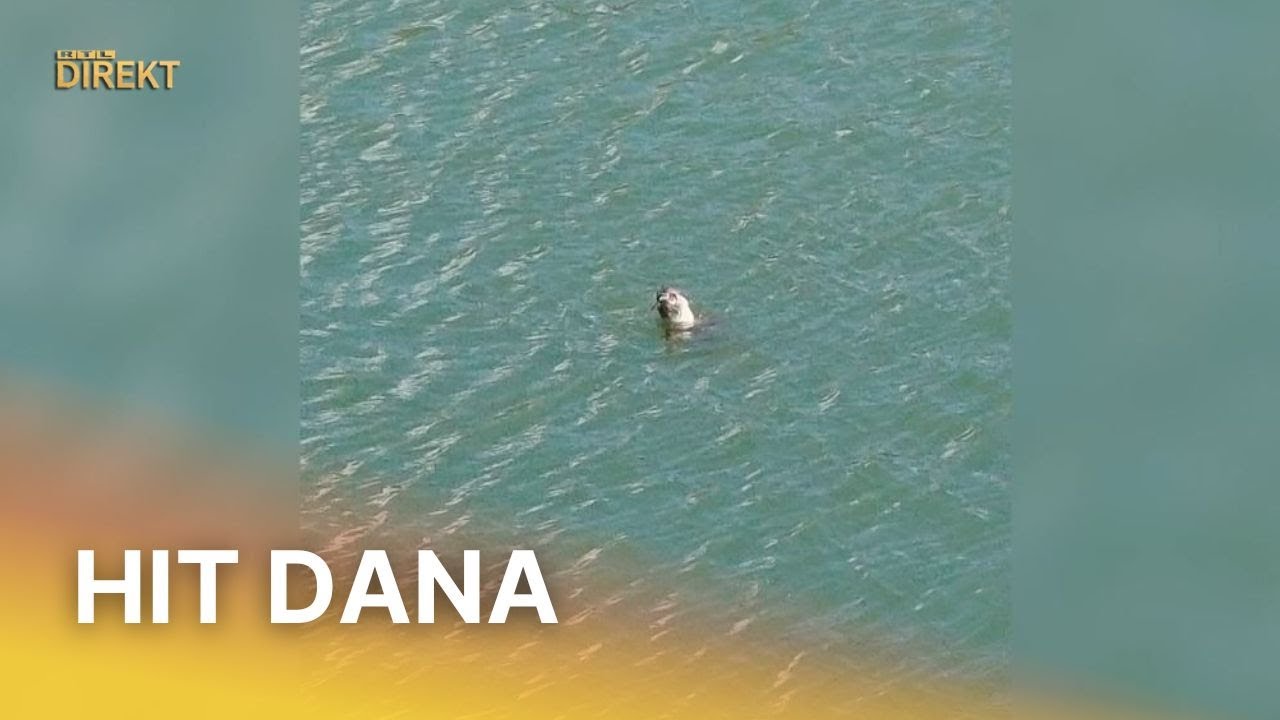 VIDEO | U Neumu nakon 40 godina viđena sredozemna medvjedica