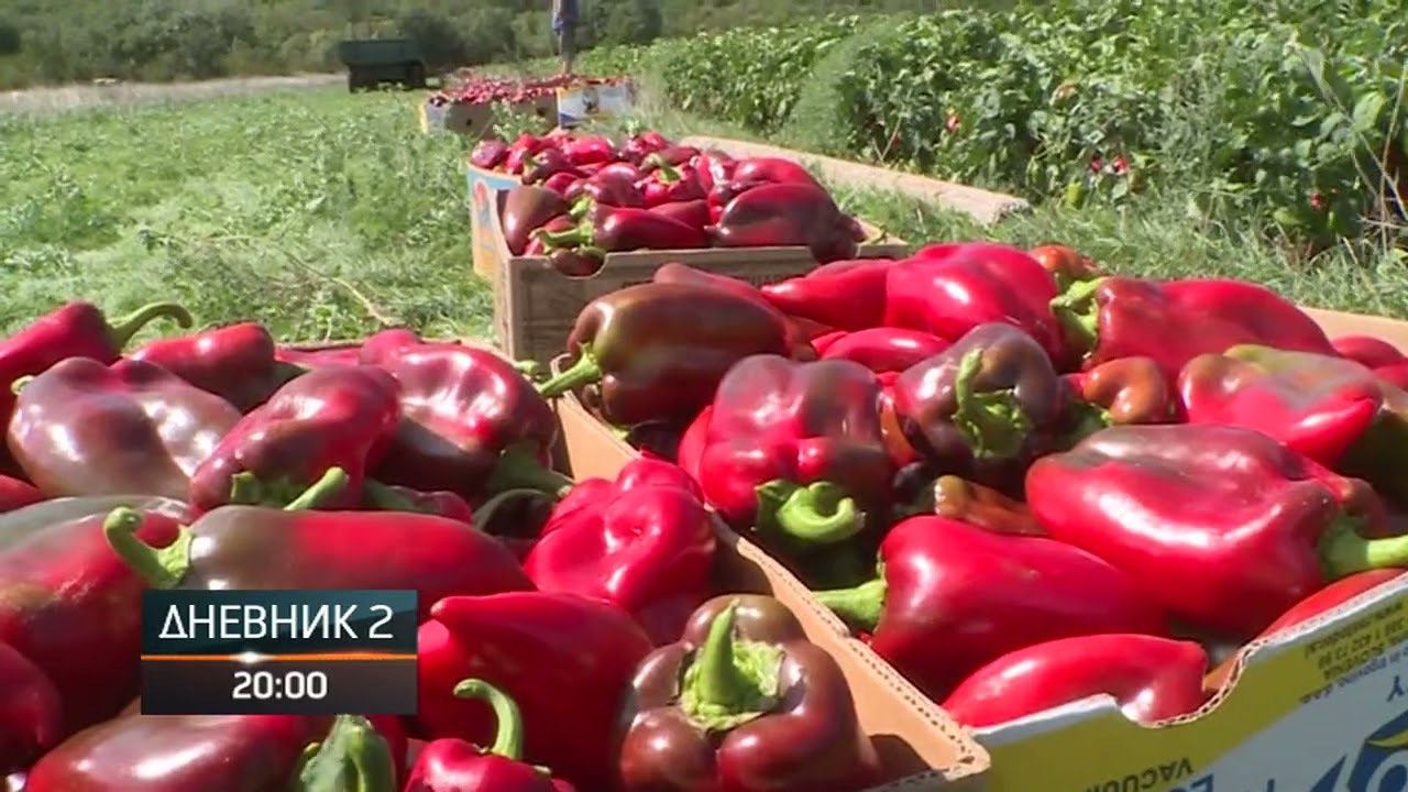 VIDEO | Na jugu Hercegovine počela berba paprika – urod odličan, kvaliteta vrhunska