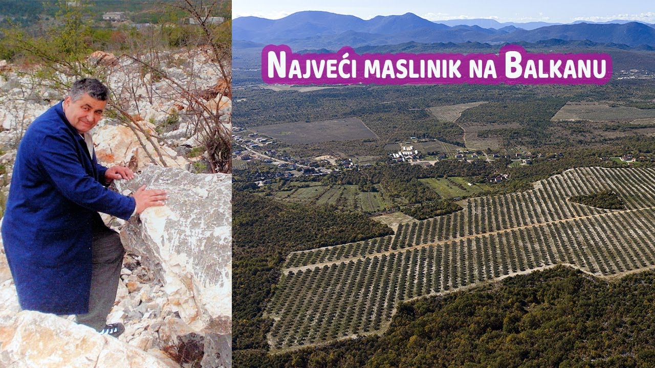VIDEO | Kako je iz hercegovačkog kamenjara niknuo najveći maslinik na Balkanu