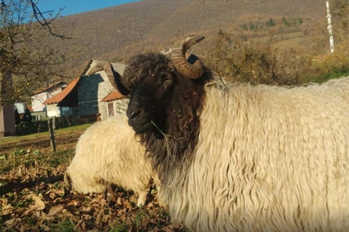 Ovan-ovca
