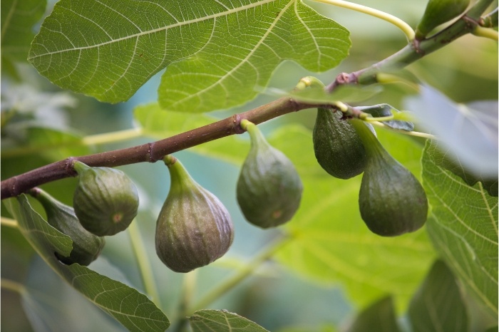 Smokvu morate orezati prije kretanja vegetacije – ispravan način rezidbe korak po korak
