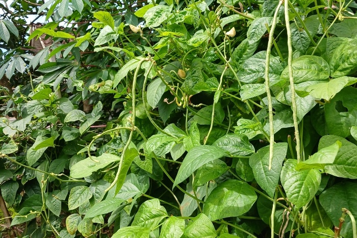 Mahuna