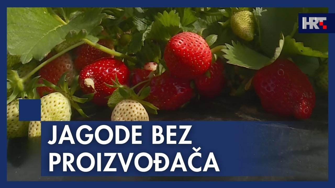 VIDEO | Uranila berba jagoda u dolini Neretve: Jedna tvrtka očekuje urod vrijedan 2 milijuna KM