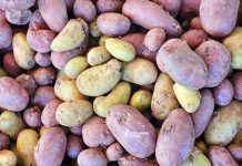 Bacite krumpir što prije ako vidite ovih nekoliko promjena