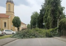 FOTO | Čapljina najpogođenija nevremenom: Stabla padala po cesti i vozilima