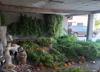 FOTO | Velika zapljena marihuane kod Stoca, uhićen muškarac