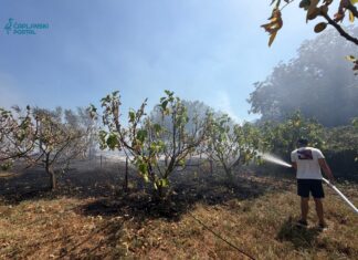 FOTO | Požar u Pelinama proširio se na voćnjake i poljoprivredna dobra: Mještani se uključili u gašenje