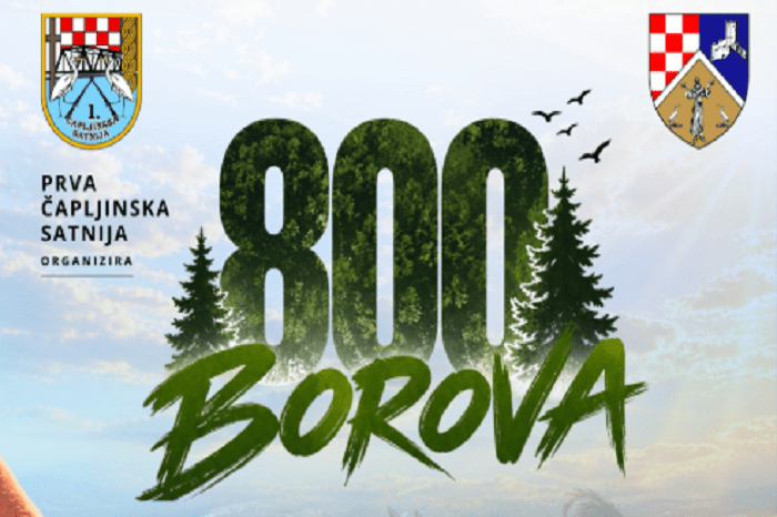 800 borova