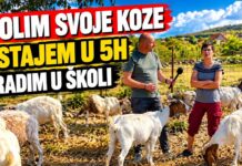 VIDEO | Marela iz Zvirovića uzgaja koze: ”Volim sve životinje, ali koze su moja ljubav”