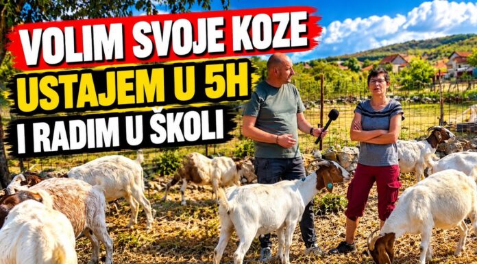 VIDEO | Marela iz Zvirovića uzgaja koze: ”Volim sve životinje, ali koze su moja ljubav”