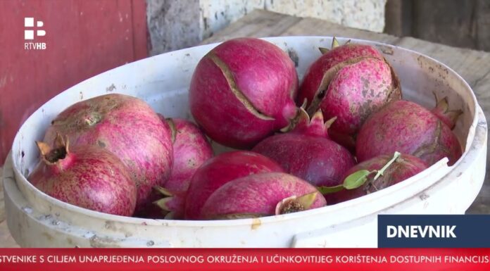 VIDEO | Šipak pod pritiskom suše, proizvođači traže nova rješenja